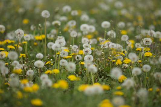The Surprising Skin Benefits of Dandelions: How This Weed Can Transform Your Skin