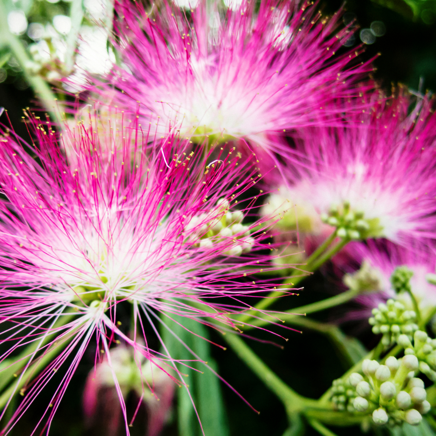 Mimosa Tincture