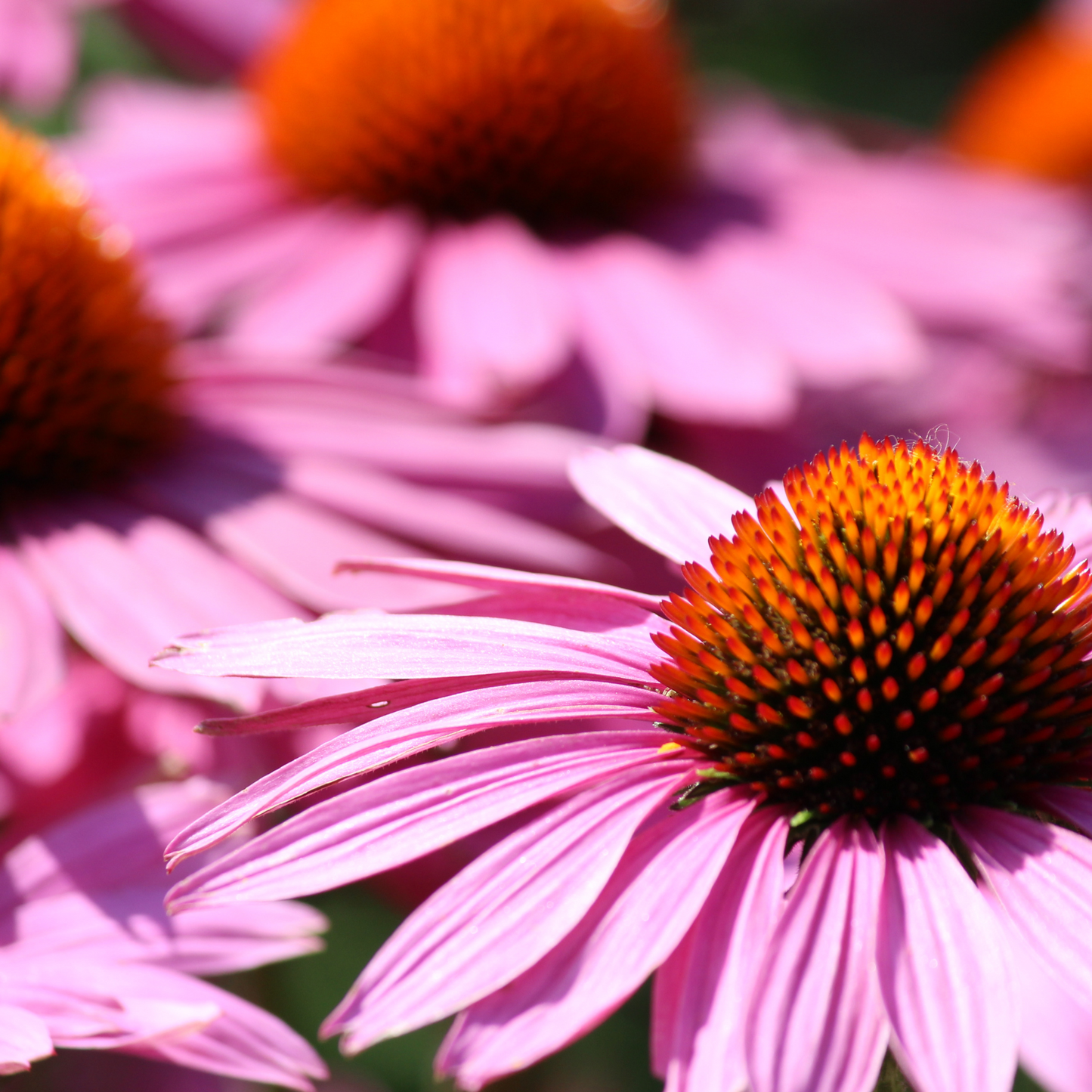 Echinacea Tincture